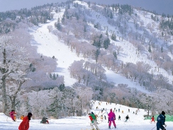 ノーマイカープランについて